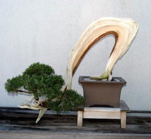 bonsaivirtualtour_32