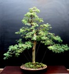 19-Pthecolobium Tortum