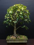 23-Ficus