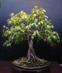 16-Ficus