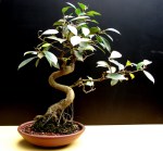 38-Ficus
