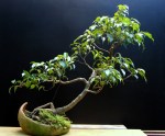 11-Ficus