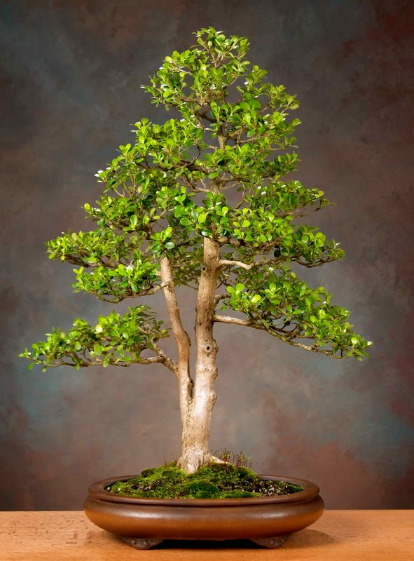bonsai tree money tree Braided Money Tree Kokedama