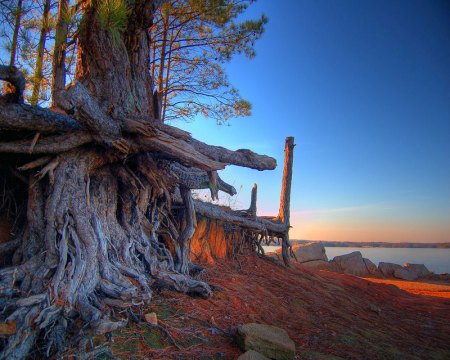 roots_1280_jmh1laetw