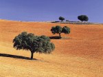 st-cnty001la_mancha_trees_-_spain