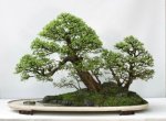 chinese_elm