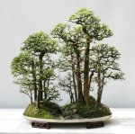 chinese_elm3