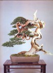 8B – Juniperus Chinesis&nbsp;78cm