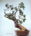 19A – Juniperus Chinesis&nbsp;72cm
