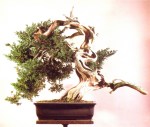 8A – Juniperus Chinesis&nbsp;78cm