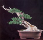 19B – Juniperus Chinesis&nbsp;72cm