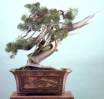 7A – Juniperus Chinesis altura&nbsp;67cm