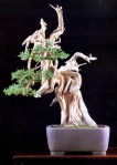 9B – Juniperus Chinesis&nbsp;78cm