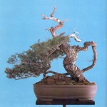 2A – Taxus Cuspidata altuta&nbsp;75cm