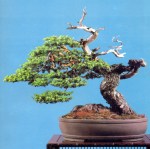 2B – Taxus Cuspidata altuta&nbsp;75cm