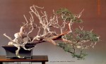 6B – Juniperus Chinesis altura 64cm – Comprimento&nbsp;133cm