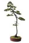 five_needle_pine1