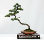 five_needle_pine2