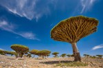 2_socotra_461