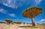 2_socotra_4611