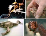 bizarre-animal-defense-mechanisms