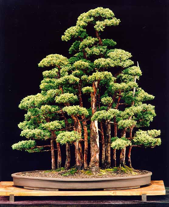 sweet plum bonsai Sweet Plum Bonsai Tree