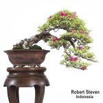 bougainvillea-spectabilis-r-steven