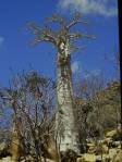 cucumber-tree-socotra_jpg
