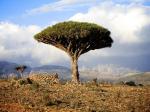 p352608-socotra_yemen-dragons_blood_tree