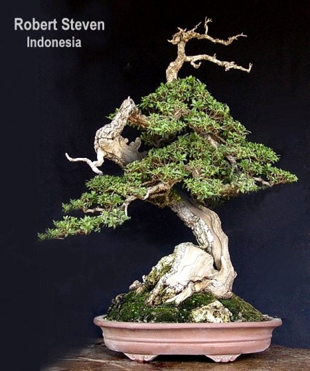 pemphis-acidula-r-steven-2 pemphis-acidula-r-steven-2