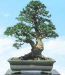 penjing_carmona_microphylla_fukien_tea