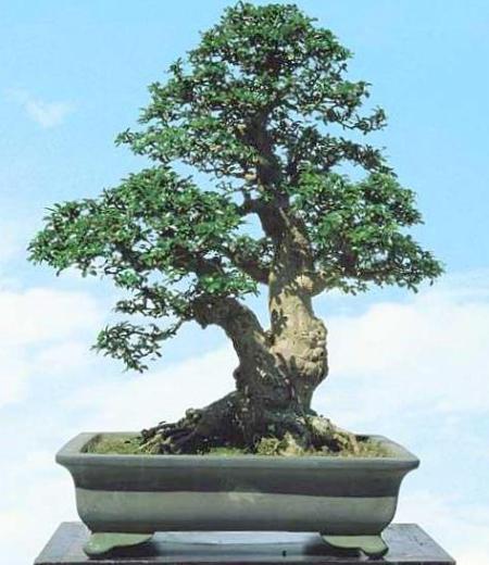 penjing_carmona_microphylla_fukien_tea penjing_carmona_microphylla_fukien_tea