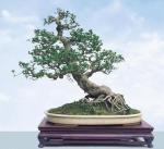 penjing_carmona_microphylla_slanting