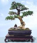 penjing_carmona_microphylla_tree