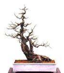 penjing_celtis_sinensis_hackberry