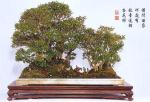 penjing_serissa_foetida