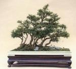 penjing_serissa_foetida_forest