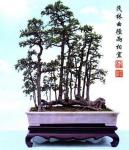 penjing_ulmus_parviflora