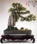 penjing_ulmus_parviflora_rock