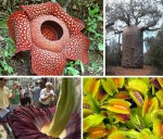 rare-endangered-flowers-plants