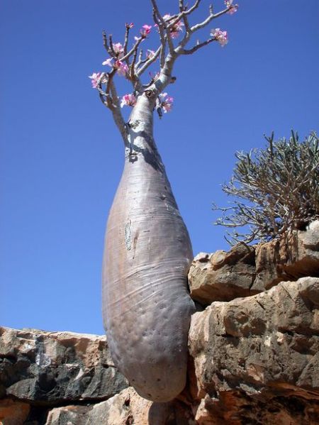 socotra-island-tree-17