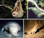 strange-endangered-species