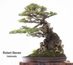 world_view_robert_steven-casuarina-equisetifolia