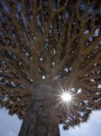 ym01002dragonblood-tree-homil-plateau-socotra-island-yemen-posters