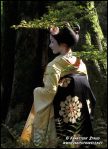 geisha-kyoto-p-0203