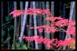 momiji-bamboo-293