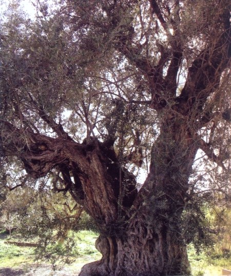 olea-103