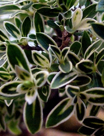 serissa-folhas-101