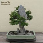 600px-Chinese_Elm_clinging_to_Ying_Tak_Stone,_1961-2007