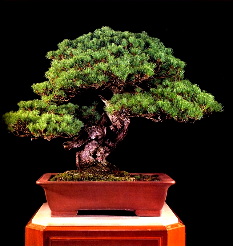 Bonsai Clássicos do Japão – 3 | Aido Bonsai